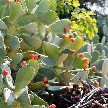 Masseria Torrepietra 4* Monopoli