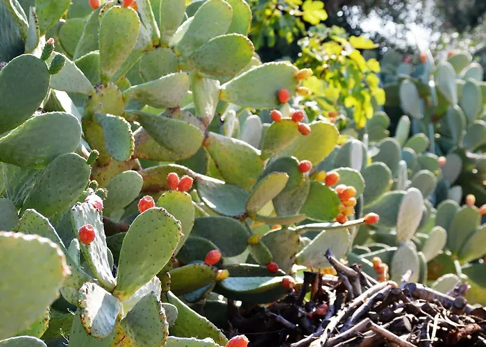 Masseria Torrepietra 4* Monopoli